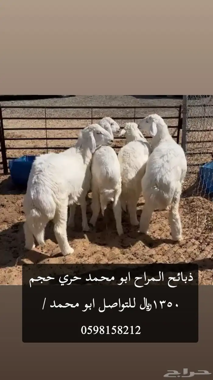 ذبائح نعيم وحريات ونجدي جميع الاحجام موقعنا الدمام 2