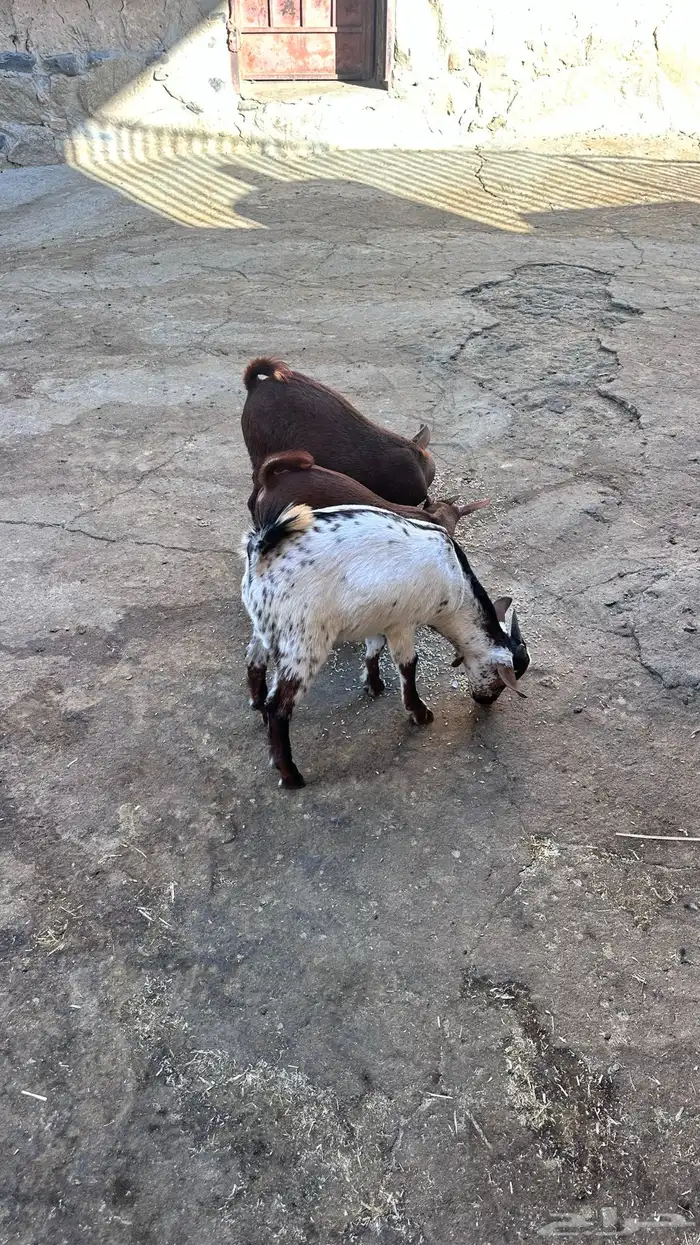 ثلاث تيوس للبيع 6