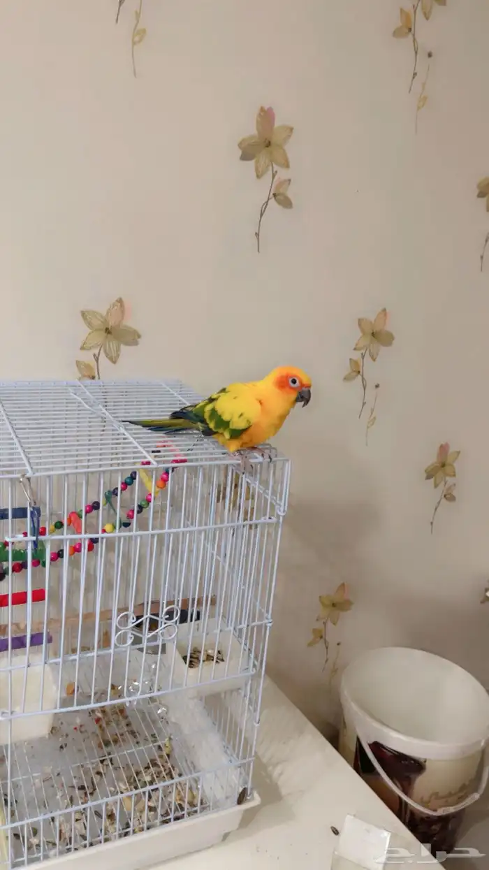 صن كنيور اليف هدد 0