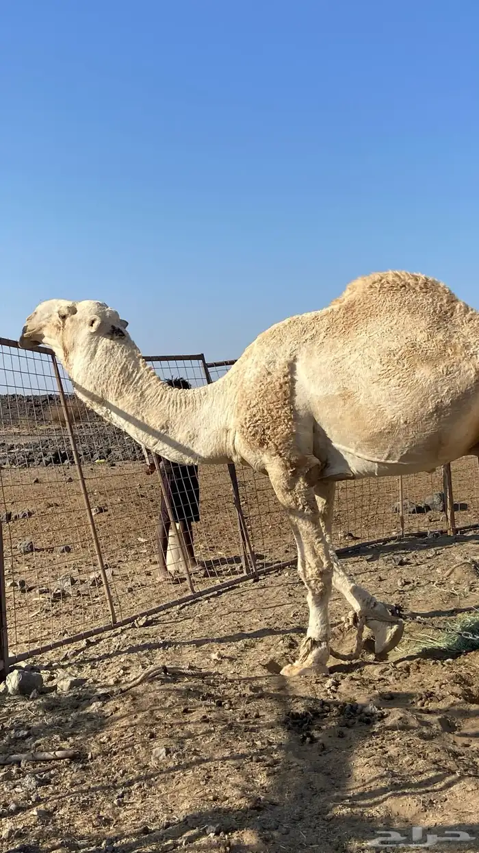قعود للبيع 5