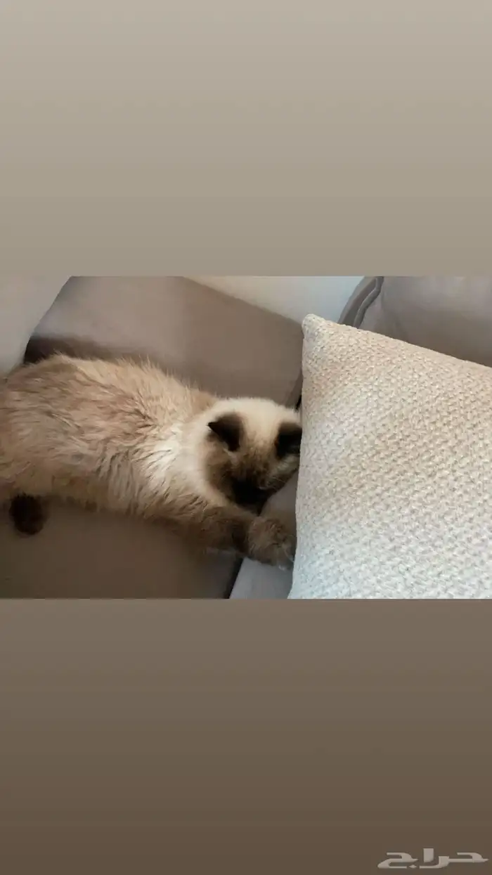 قط هملايا ذكر لتبني 2