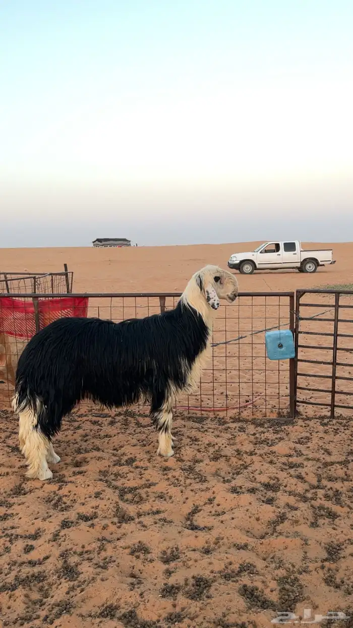 خروف نجدي فحل توه مثني طيب وموجود إنتاجه 2