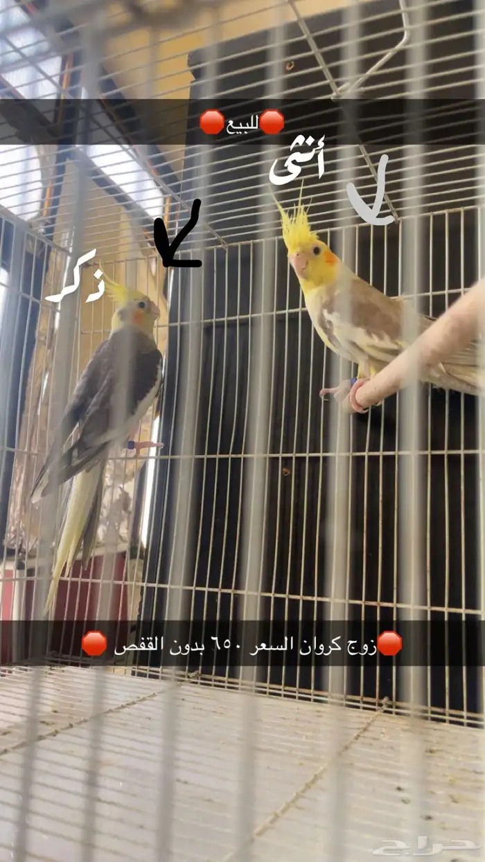 زوج كروان منتج 0