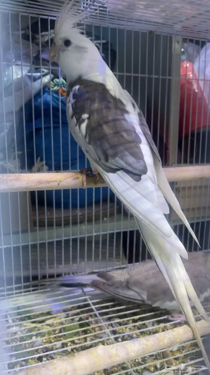 اربع اناثي كروان للبيع 3