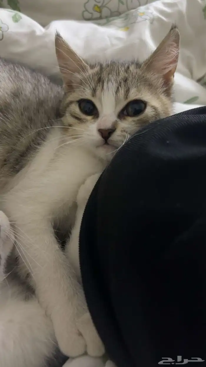 قطه للتبني 3