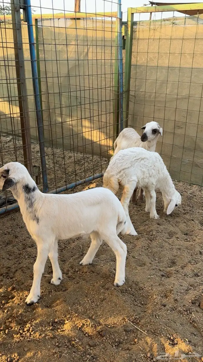 نعرض لكم بهم تربيه نضيف و مشروط 3