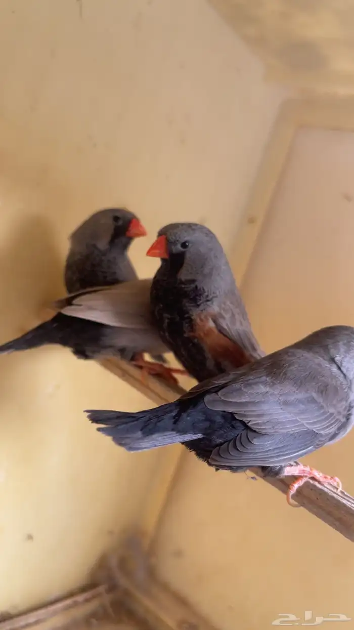 زيبرا شاركول 1