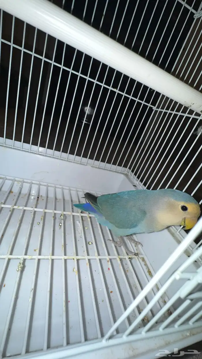 زوج طيور ببغاء روز 1