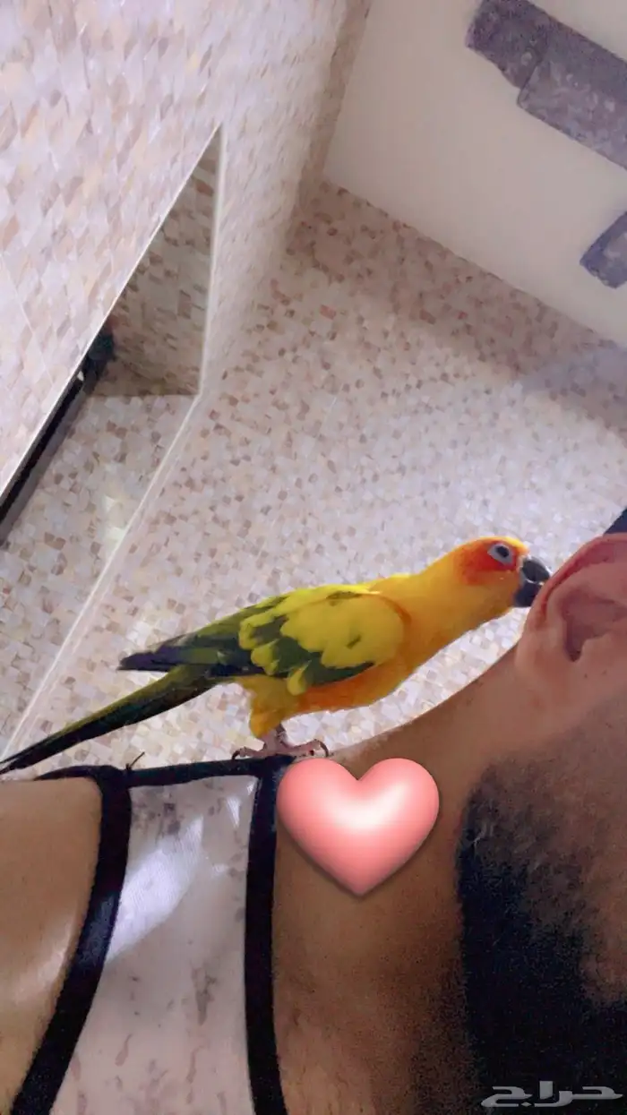 صن كنيور اليف هدد 1