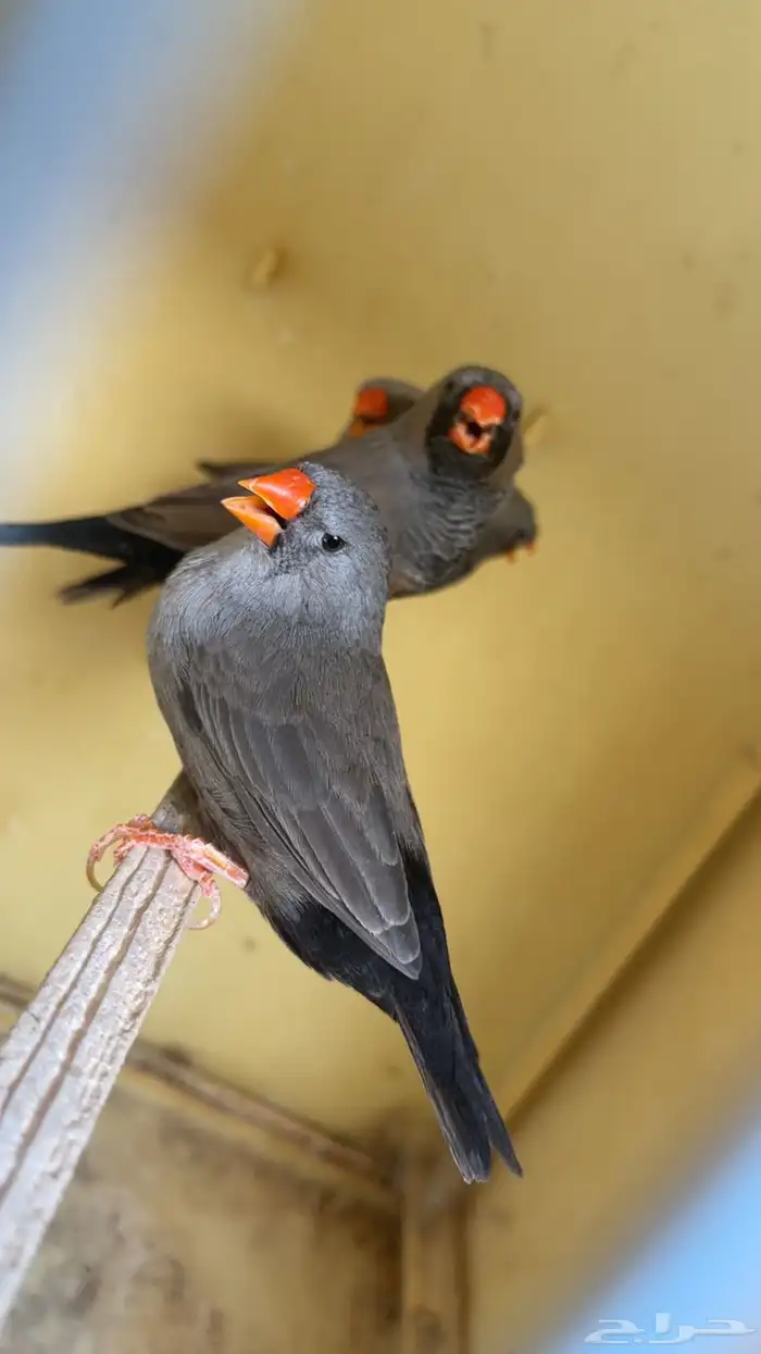 زيبرا شاركول 3