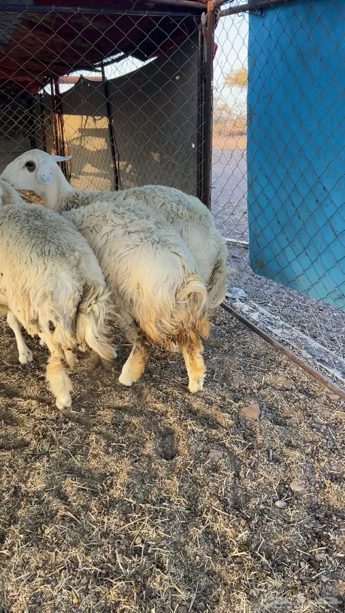 رخال شحم فل الفل 0