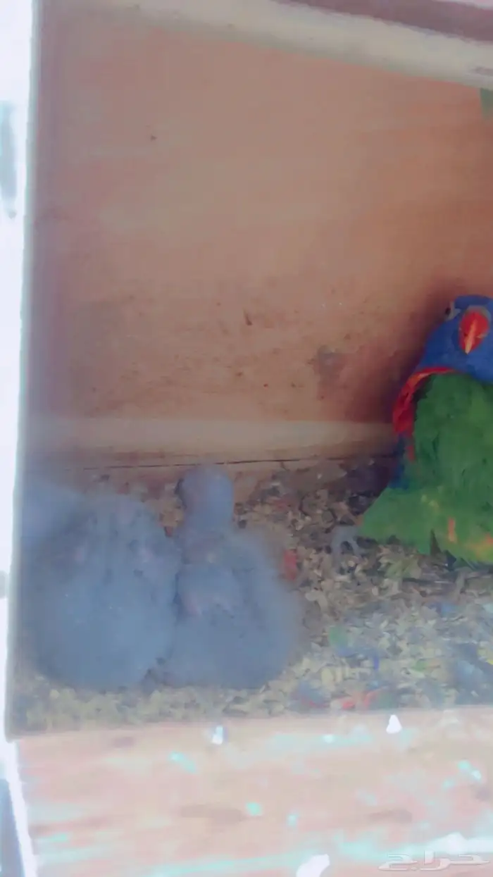 زوج لوري رمبو مع فرخين 2