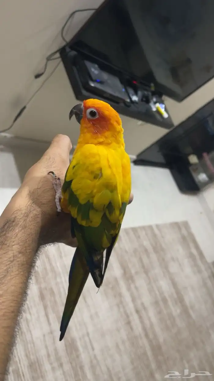 صن كنيور اليف هدد 5