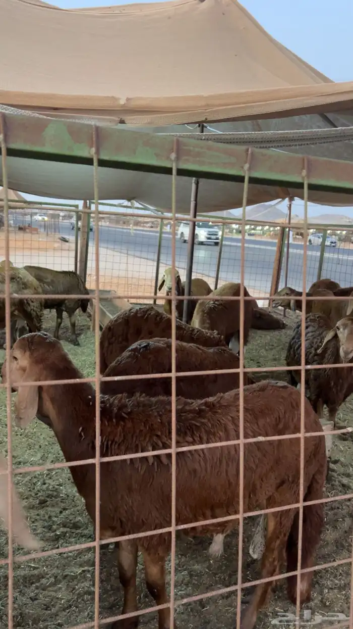 للبيع ذبايح حريه 6