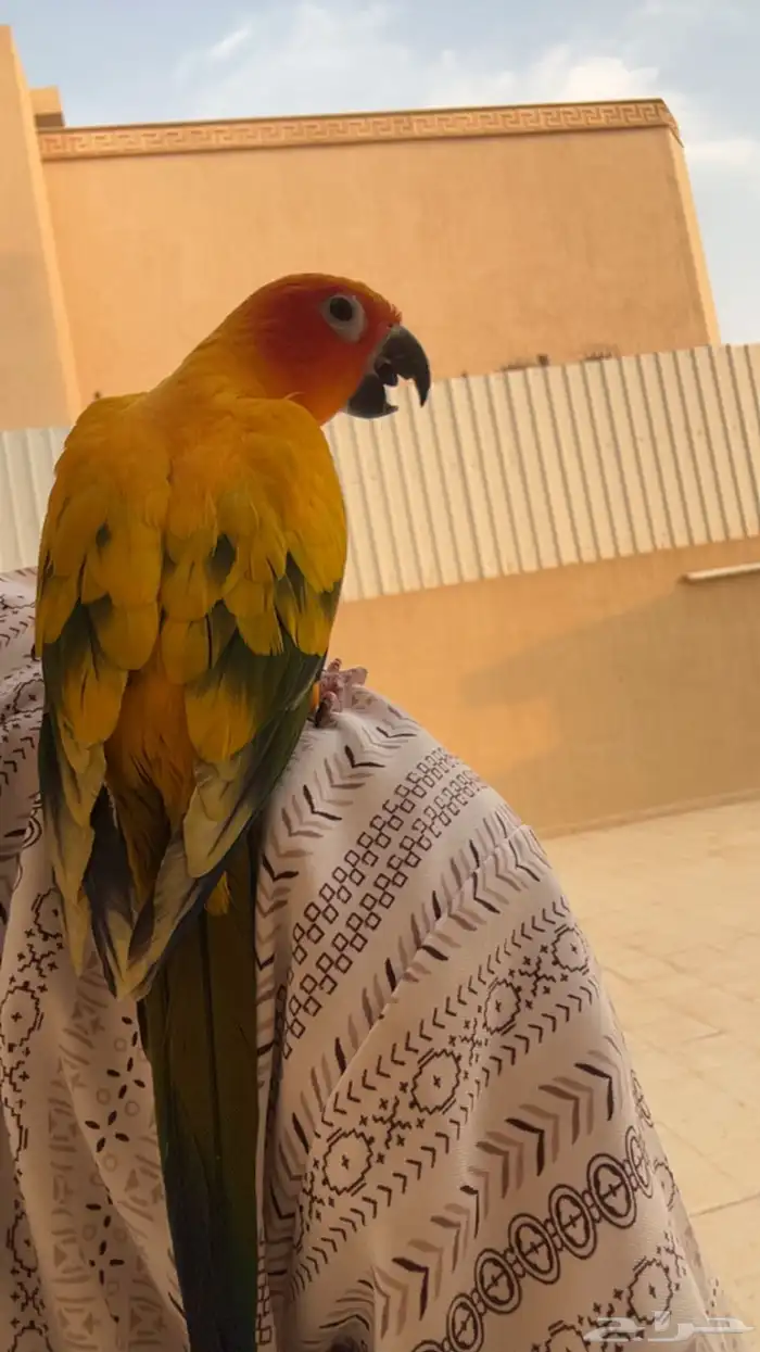 ببغاء صن كنيور اليف 11