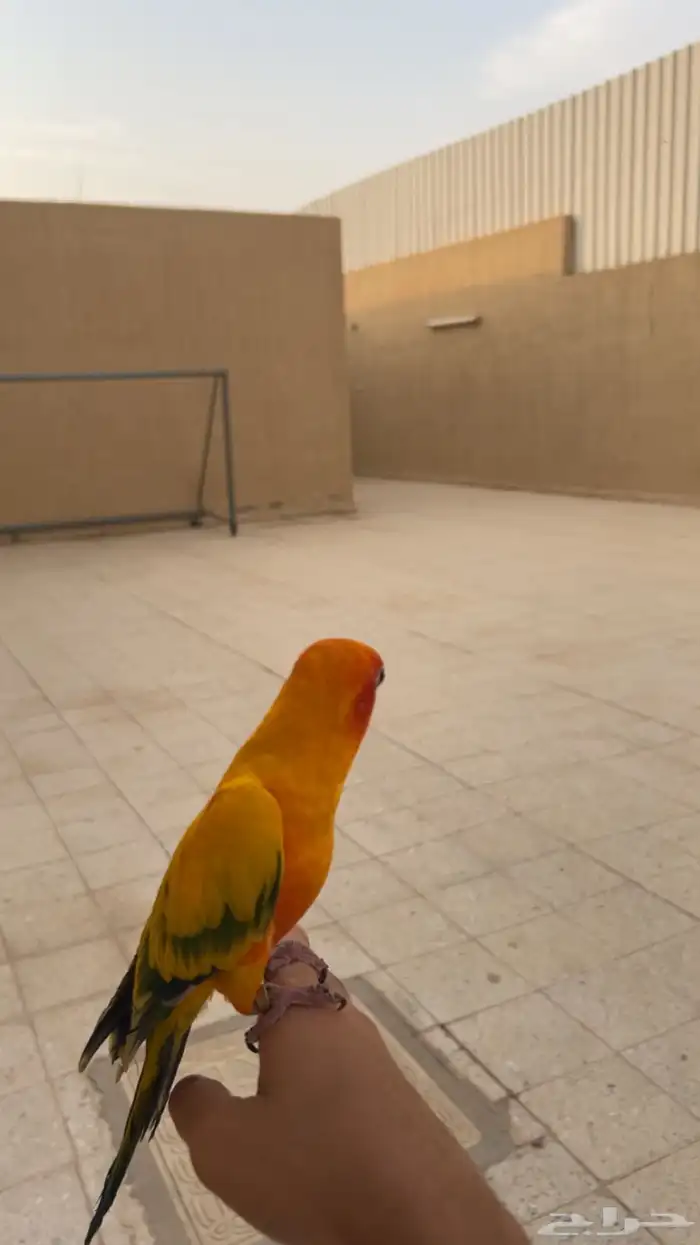 ببغاء صن كنيور اليف 12