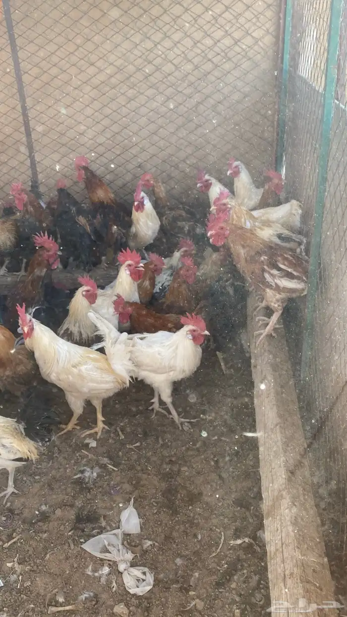ديوك هجين وبلدي كبار 1