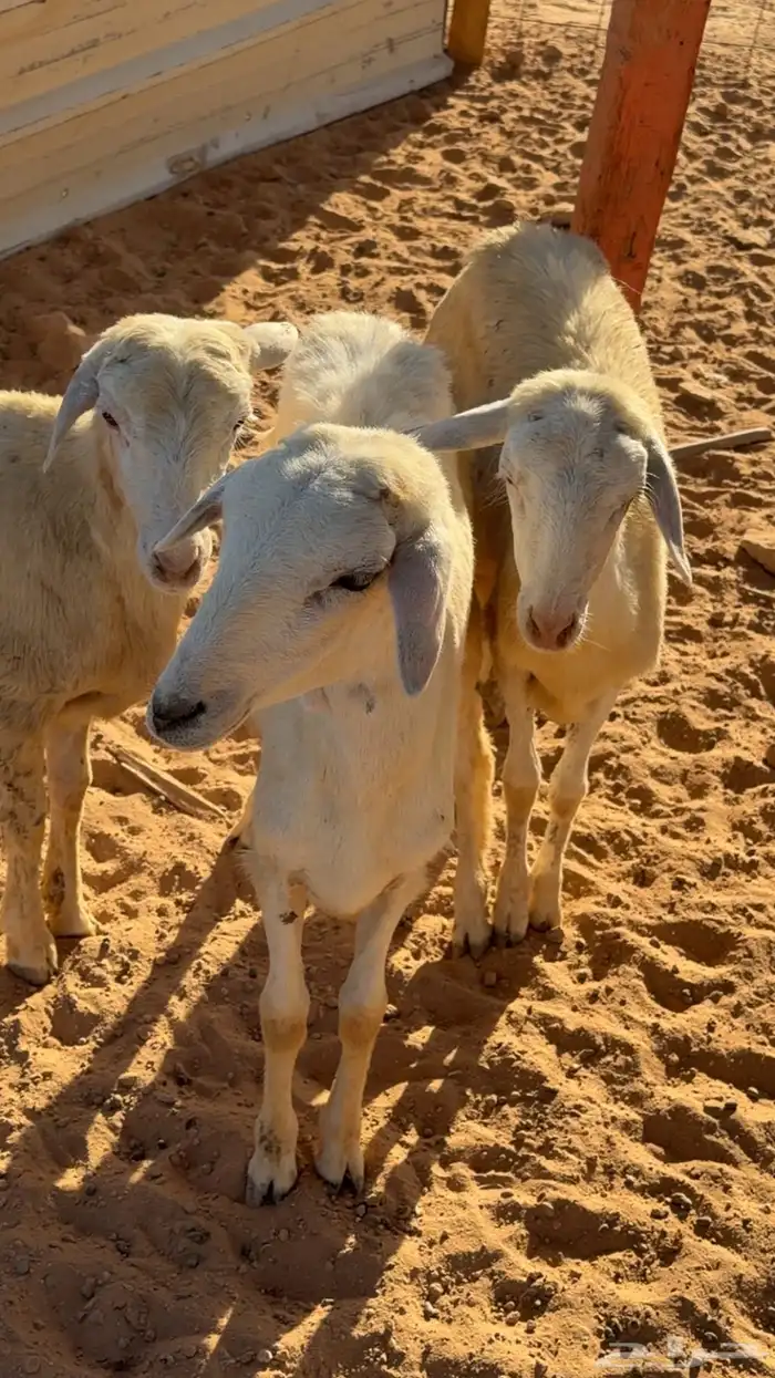 للبيع ثلاث رخال العمر من 4 الى 5 شهور تم البيع 0