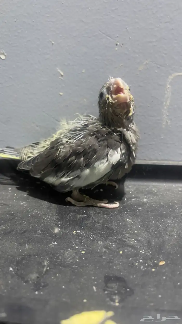 فروخ كروان منوعه 2