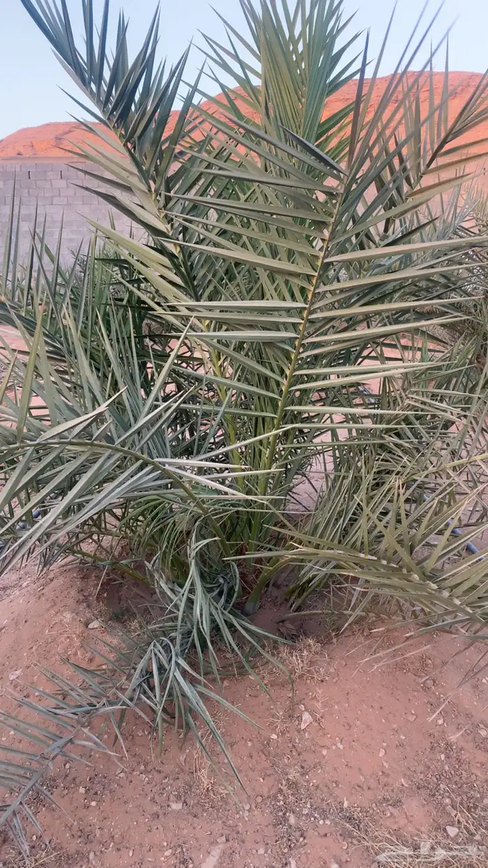 نخل ونانه 0
