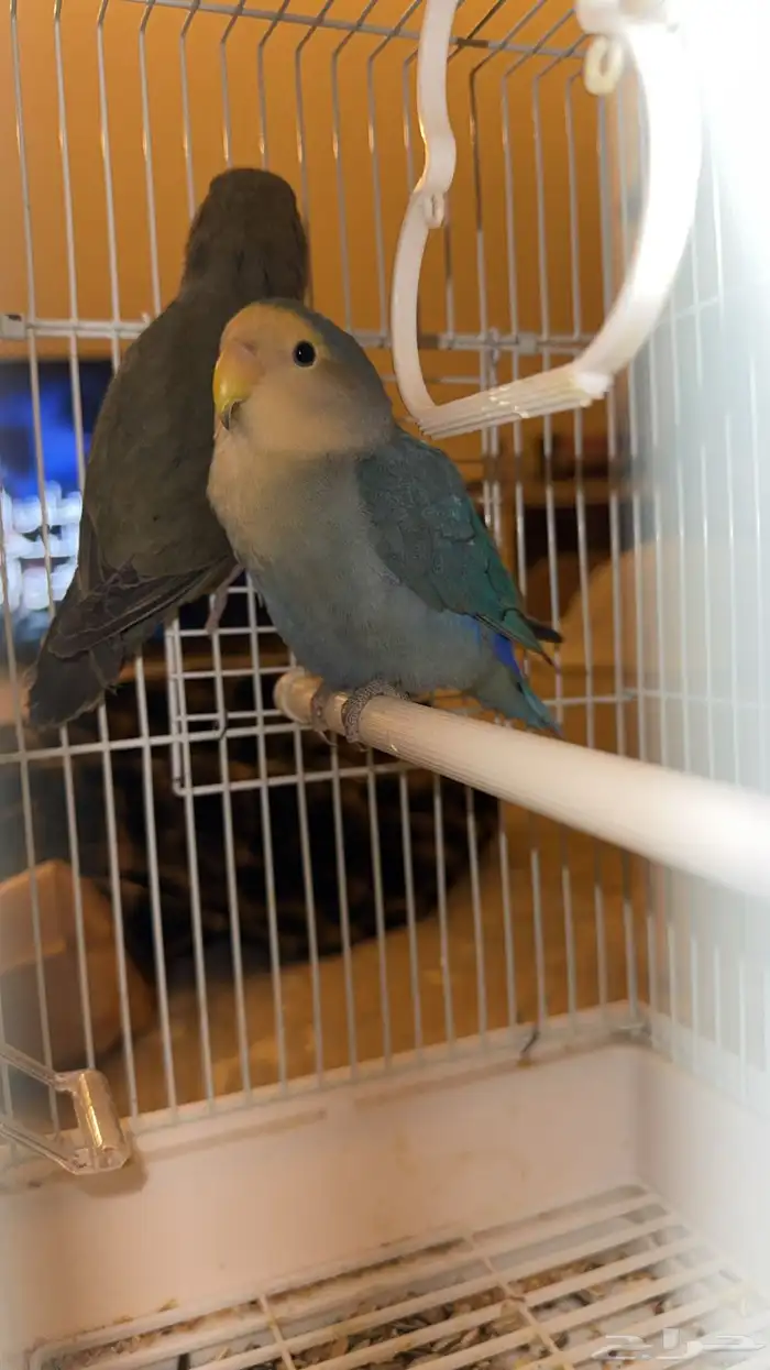 زوج طيور ببغاء روز 0