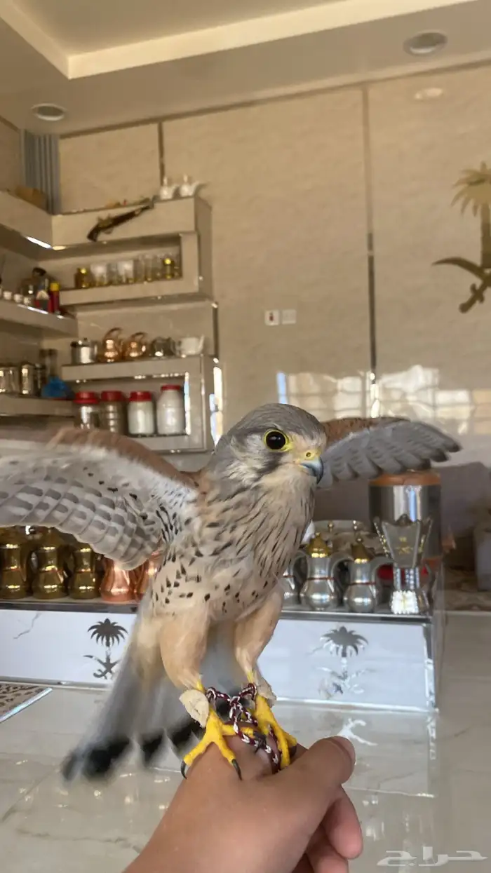 باشق للبيع 2