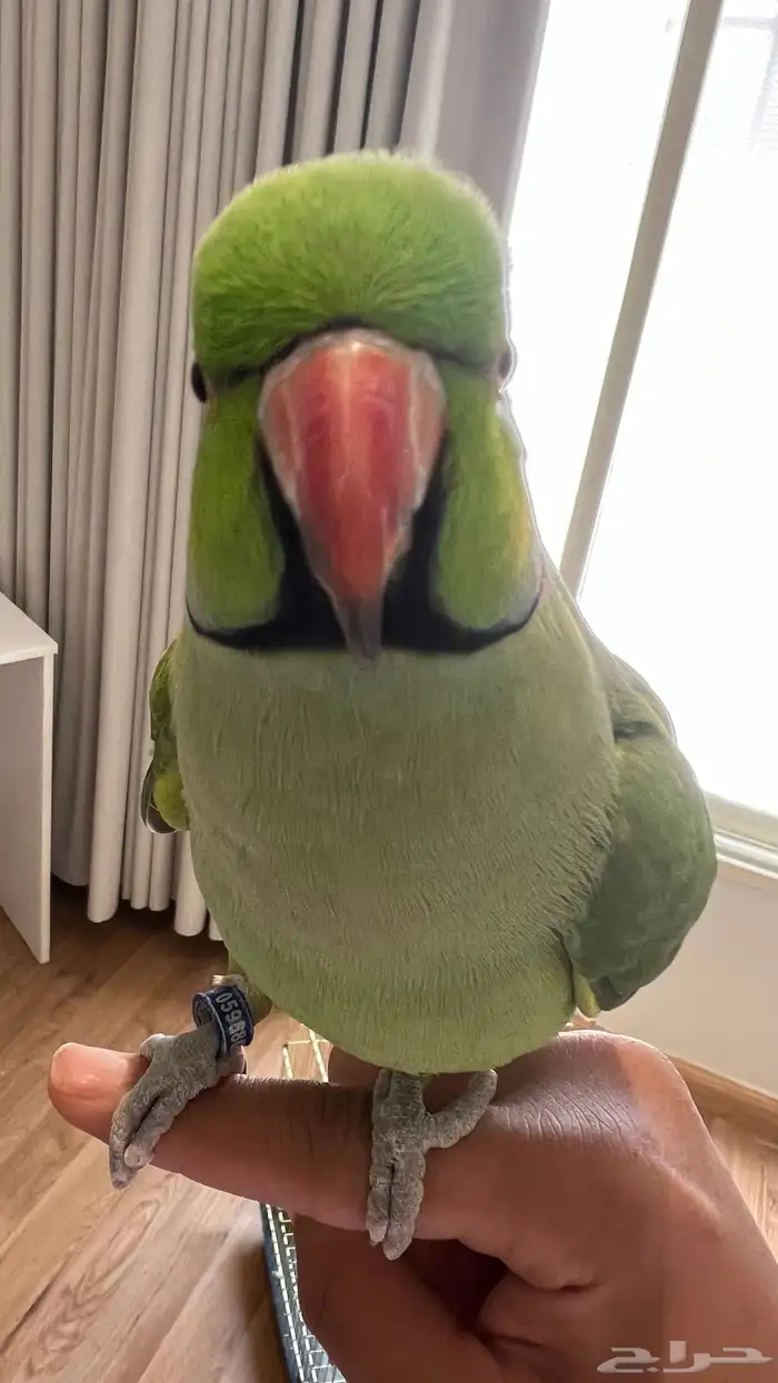 ببغاء الدره ذكر ( أليف) ومتكلم 1