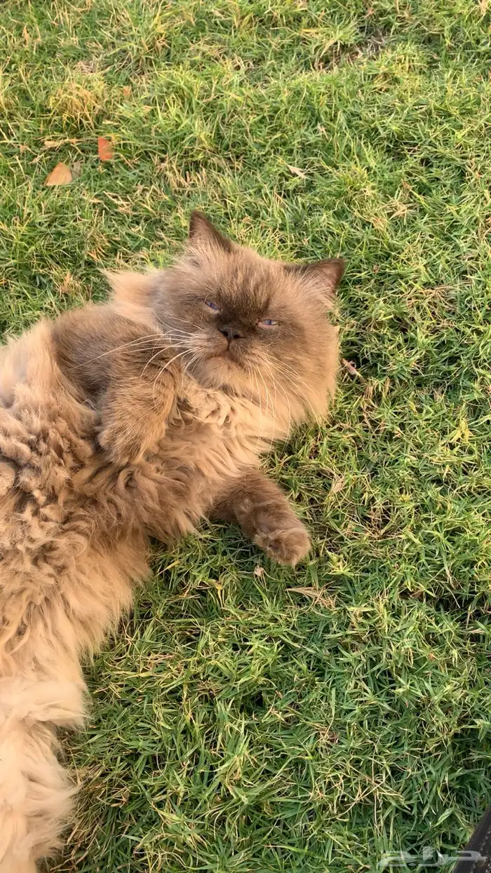 قط ذكر هملايا للتزاوج 1