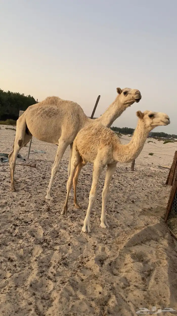 ناقه عشراء بولدها 0