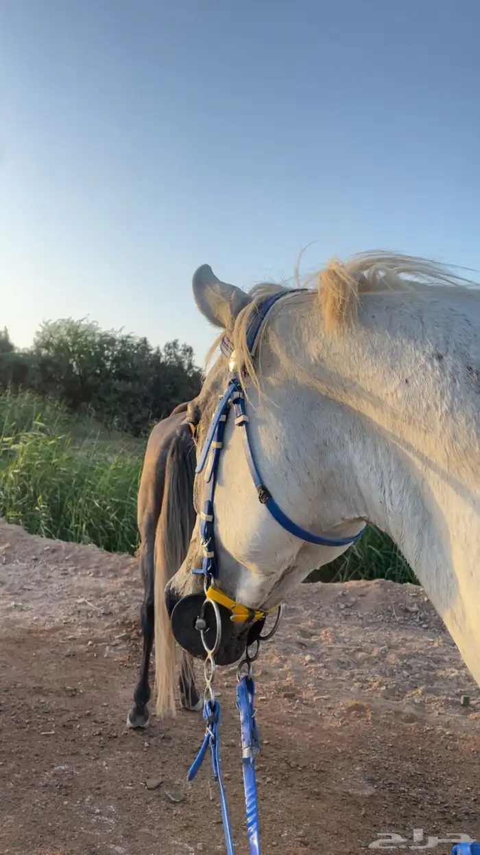 خيل عربي شعبي طرب 8