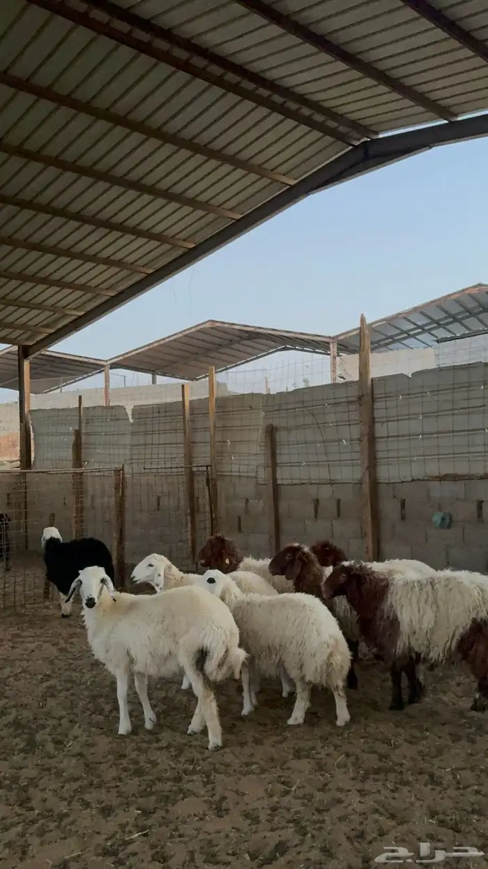 رخال للبيع 4