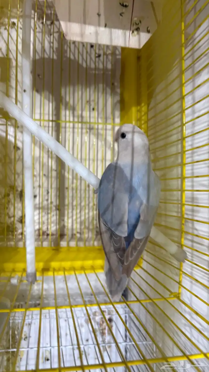 زوج روز منتج. 1