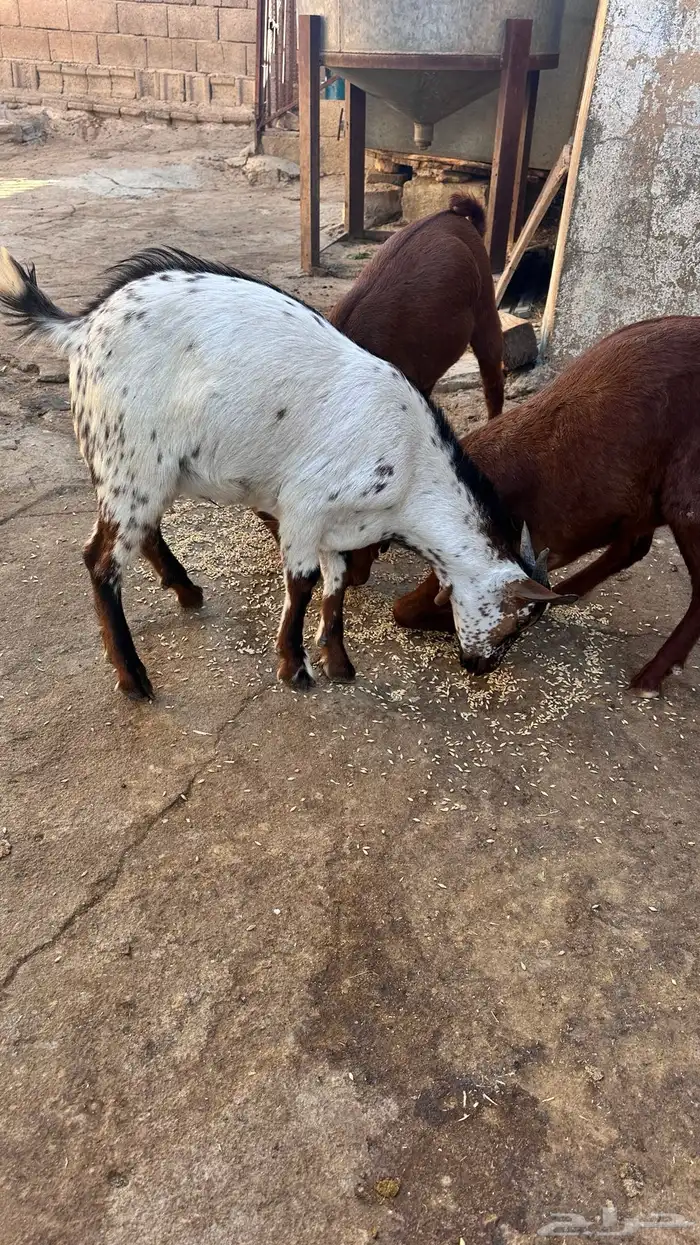 ثلاث تيوس للبيع 1