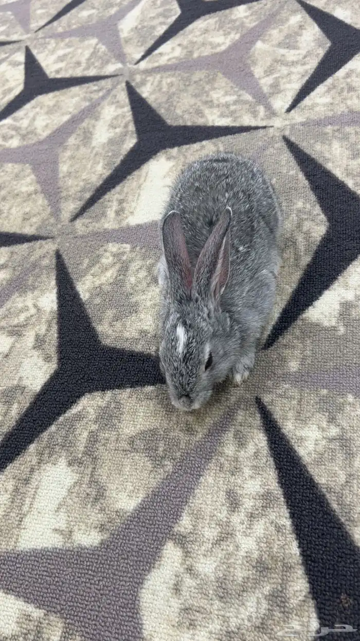 ارنب نظيف للبيع الصامل 1