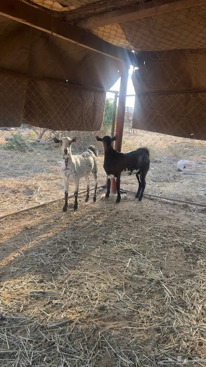 عنيق فل شحم للبيع 1