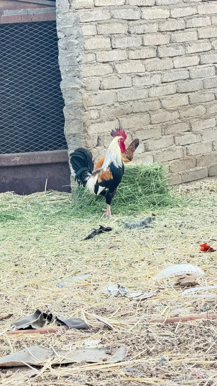 ديك نداوي للبيع 3