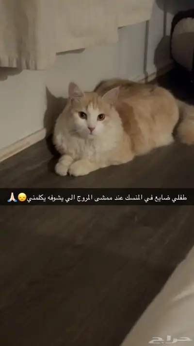 قط ضائع في ابها المنسك مكافأه ماليه لمن يجده 0