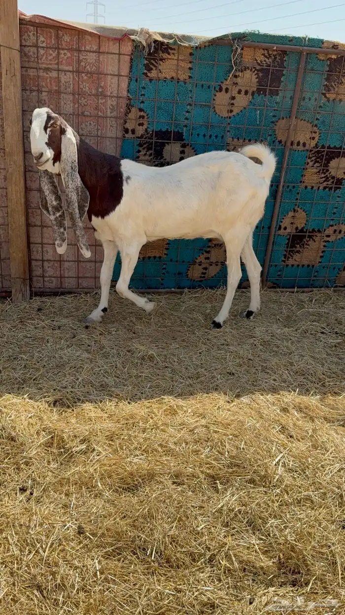 للبيع معزا مشاريك فاخره 2