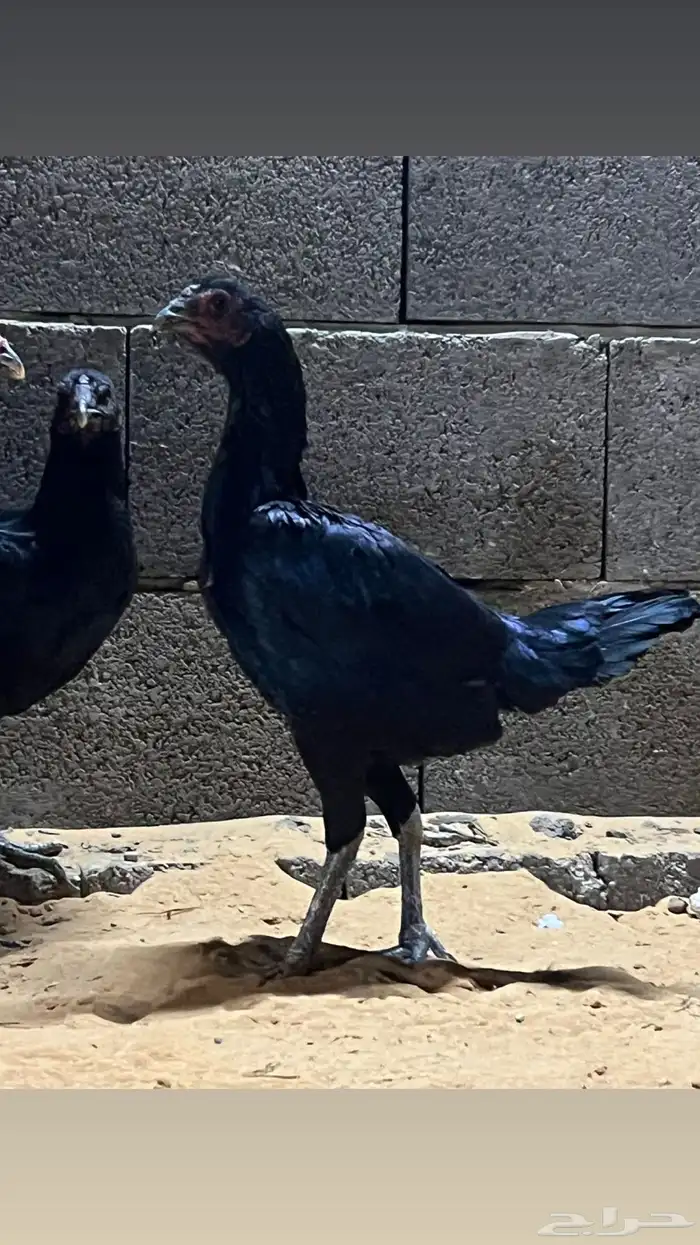 طقم باكستاني 3