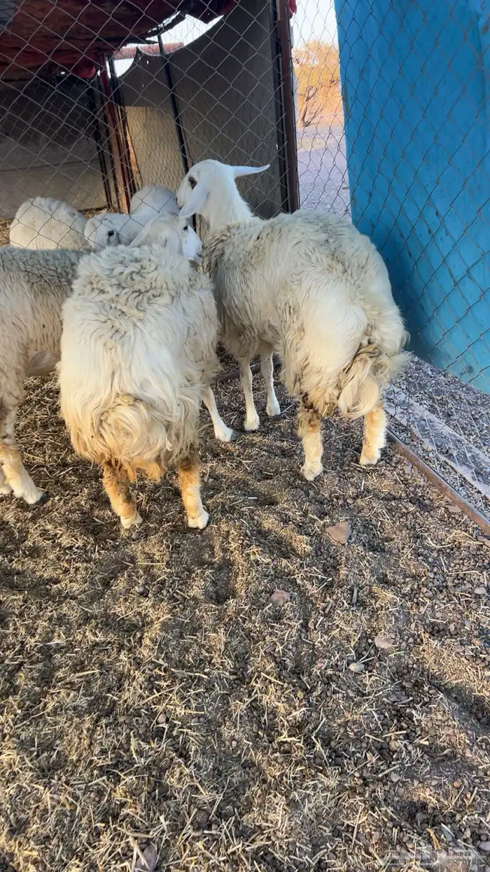 رخال شحم فل الفل 2