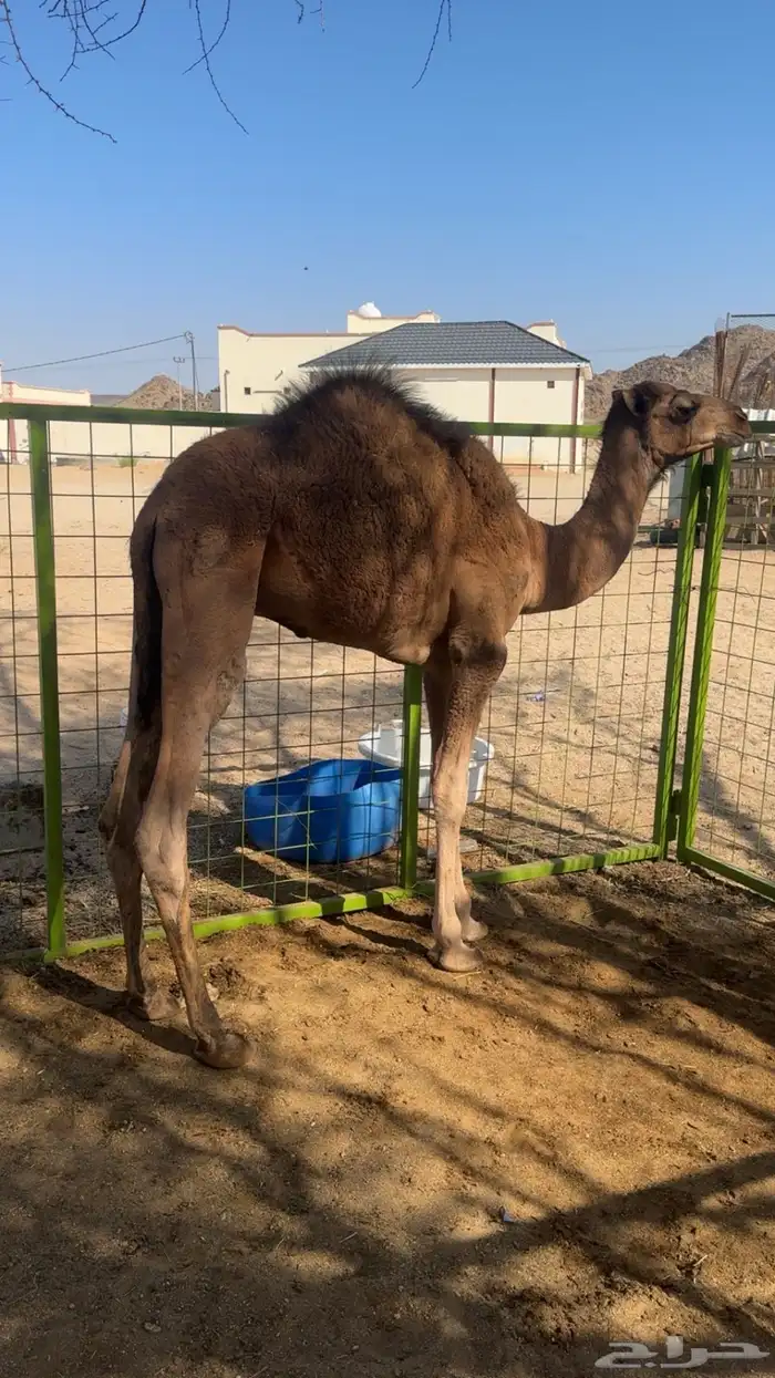 قعود العمر سته اشهر 1