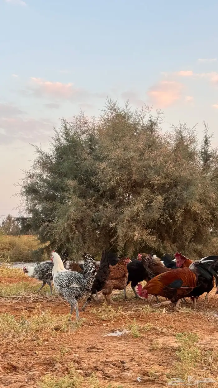 دجاج 1