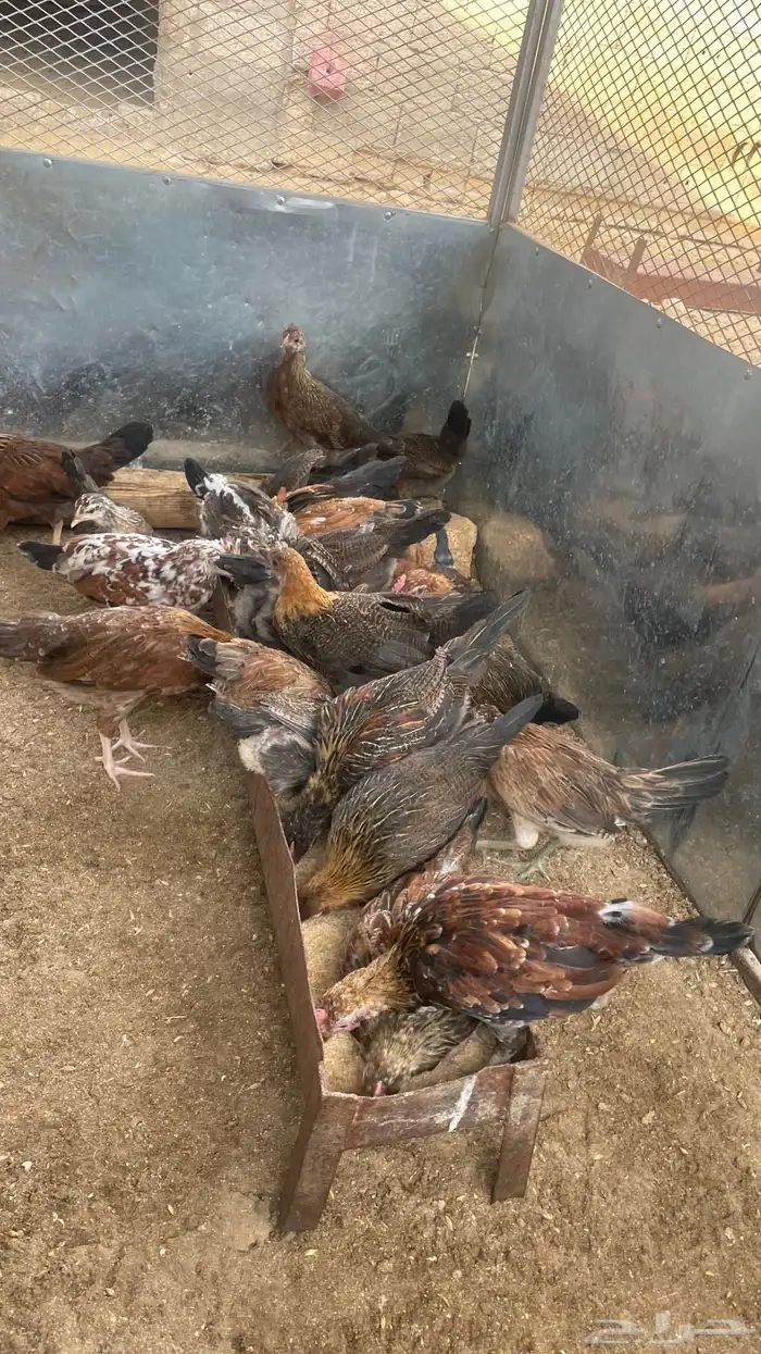 فروخ دجاج عربي فري 2