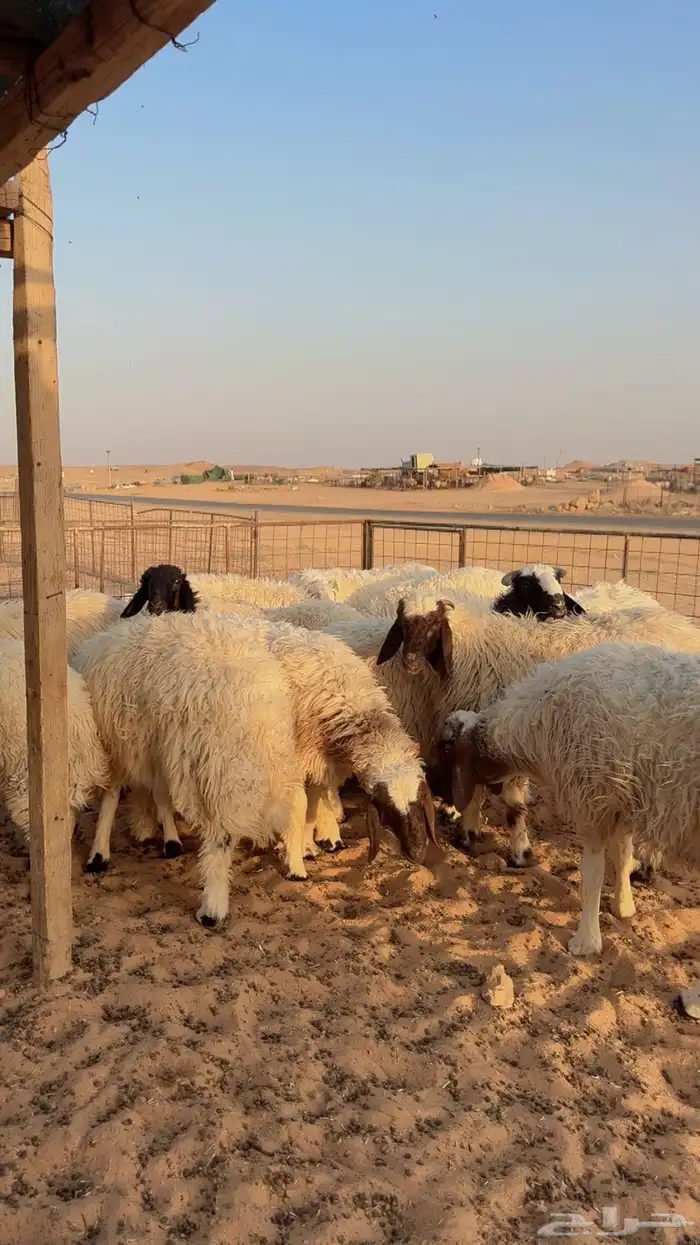 ذبائح للبيع يوجد تمارا وتابي ( بريدة) 3