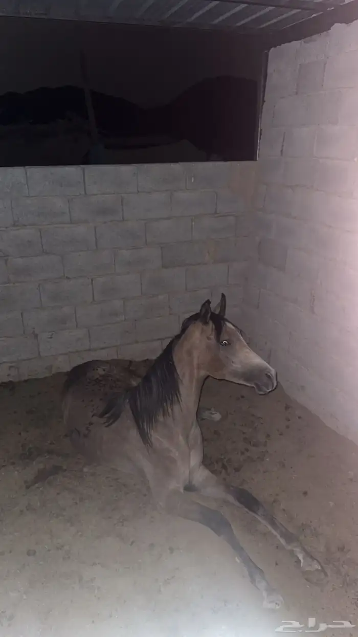 مهر شعبي 4