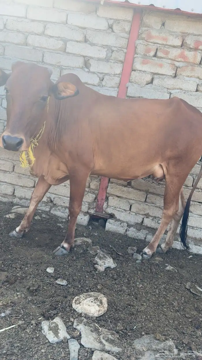 بقر مطافيل مواليد 1