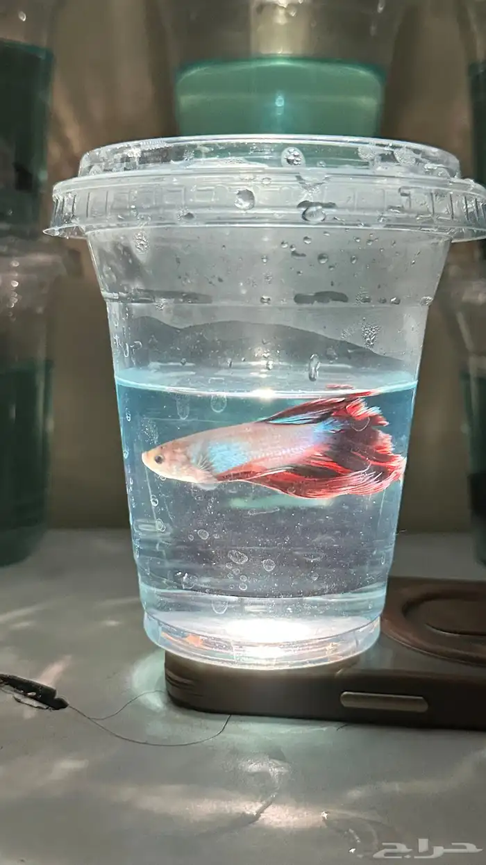 اسماك فايتر 4