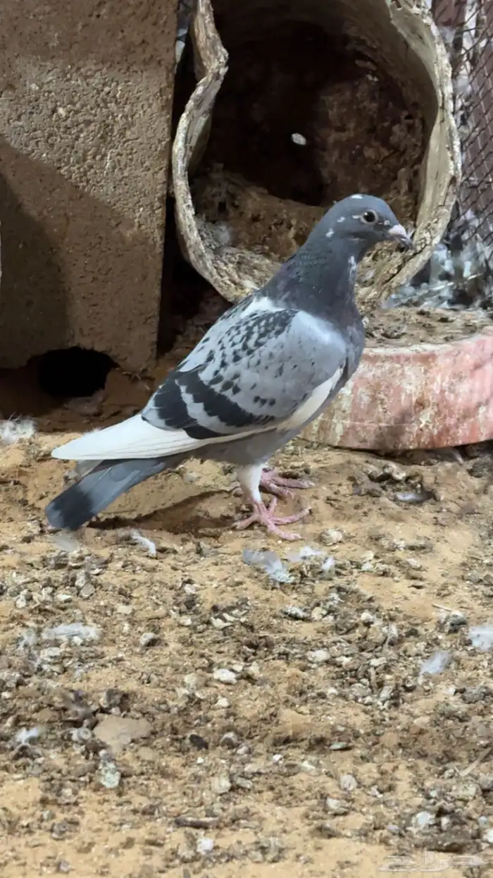 طبات زاجل سباق 5