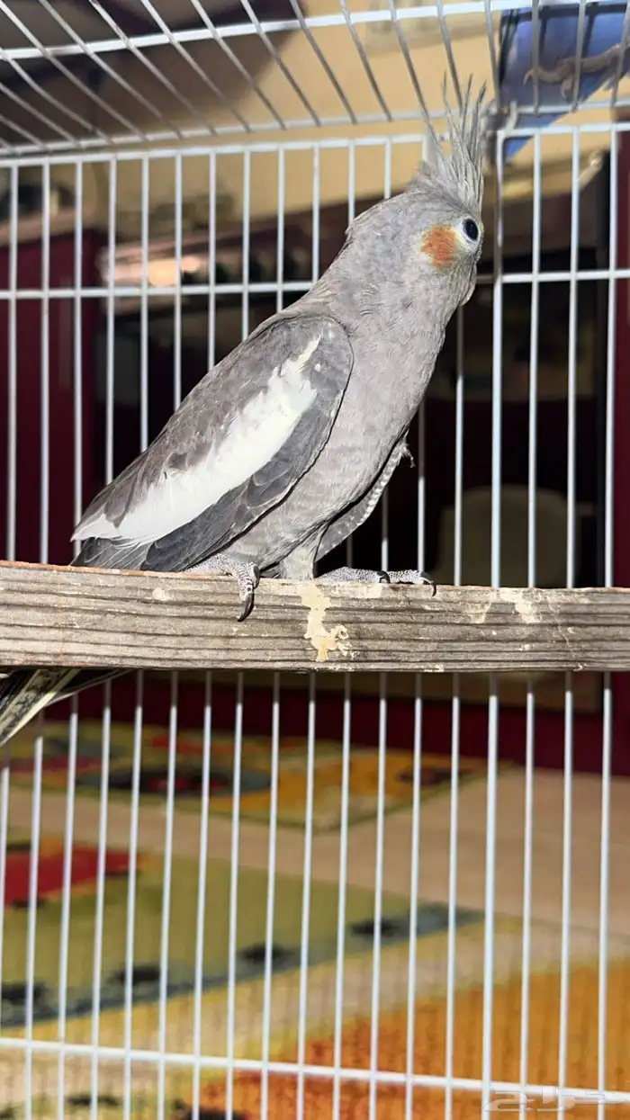 فرخ كراون فرخين روز 7