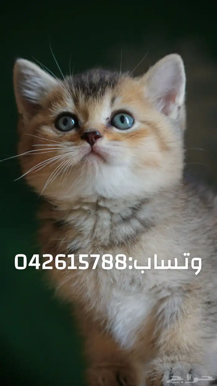 كتن سكوتش شامل تطعيمه و مستلزماته و توصيل مجاني 2